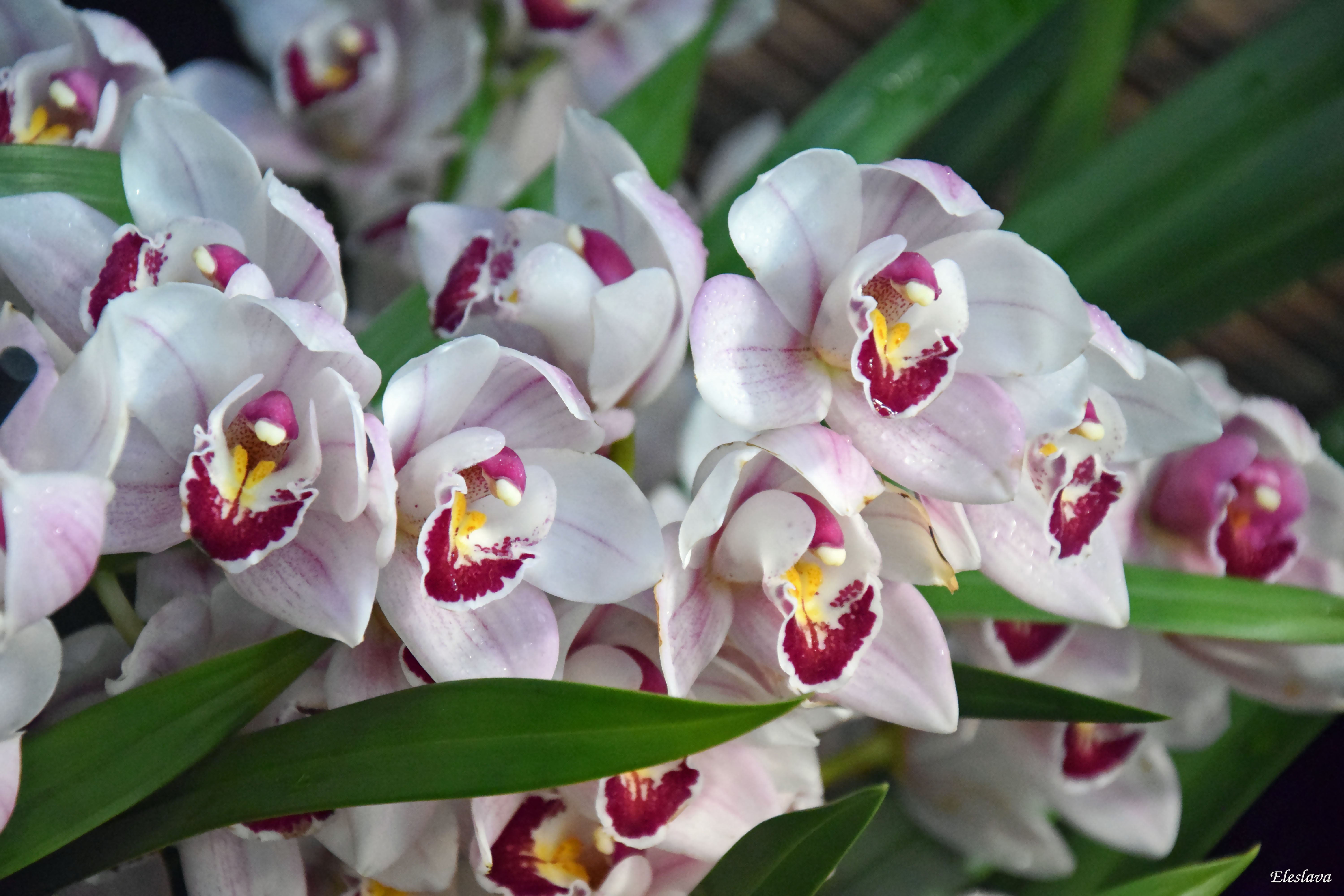 Японская Орхидея