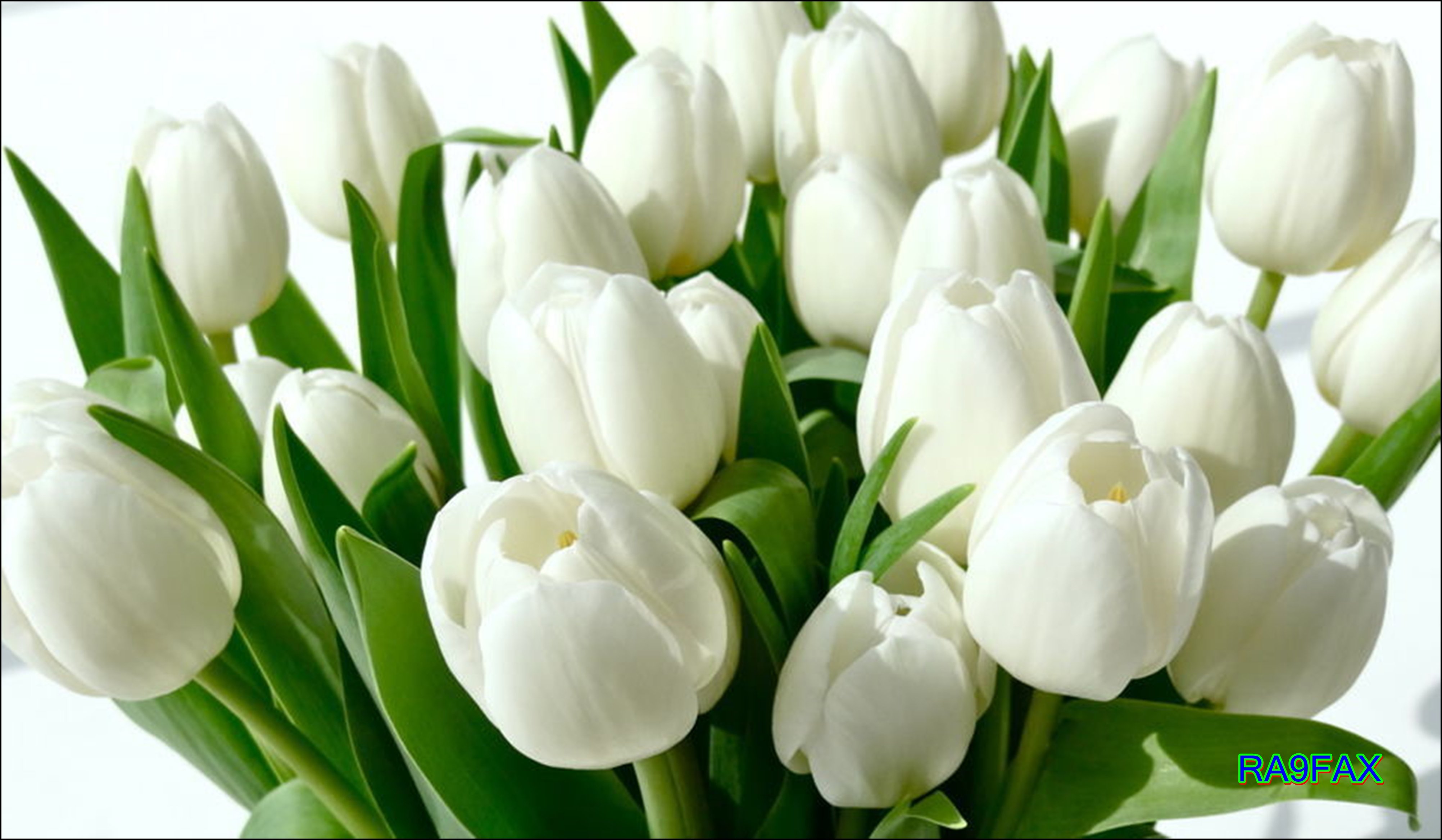 Открытки с белыми тюльпанами