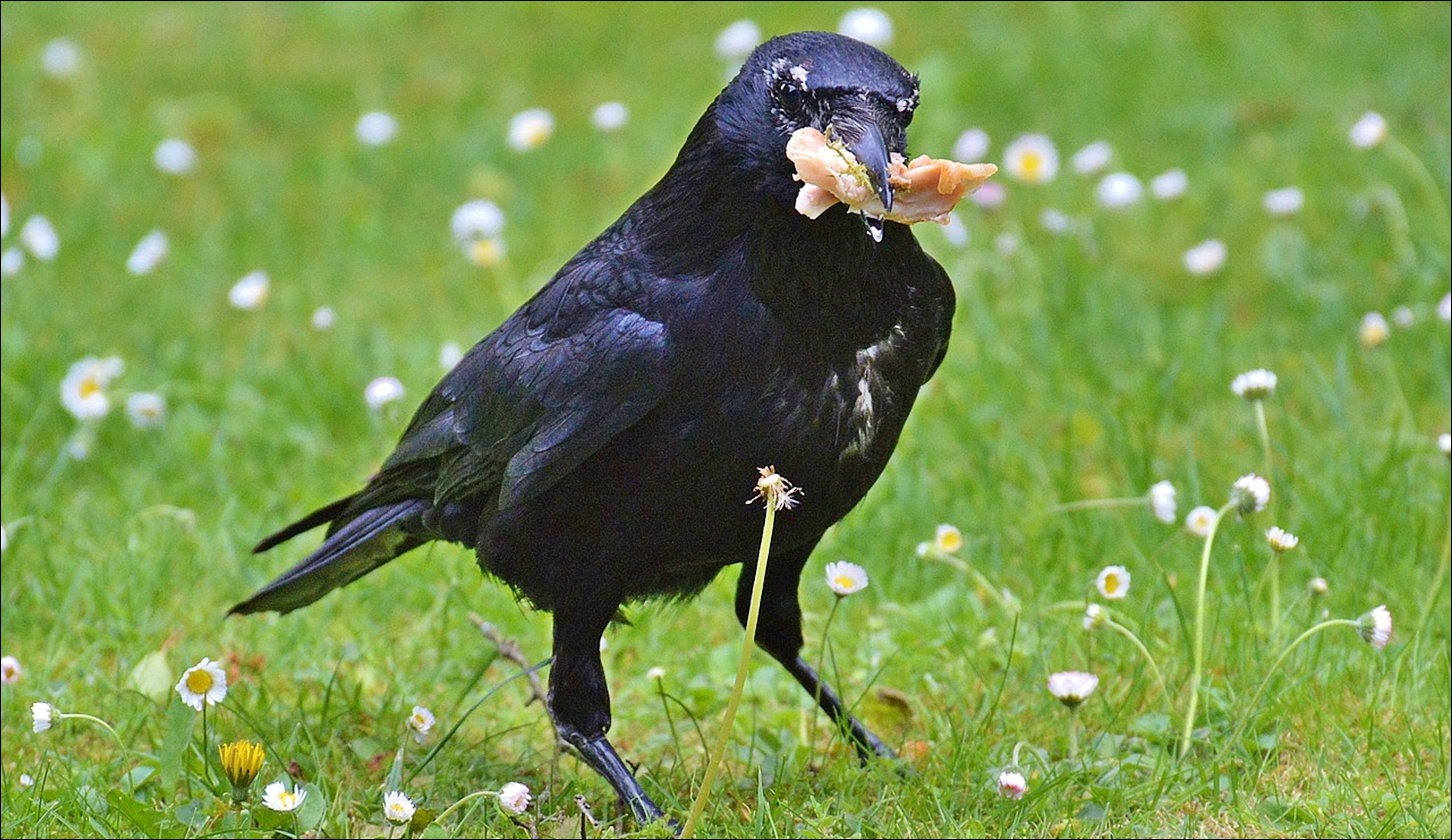 Crow finding. Вороний Дрозд. Ворона. Черная птица. Ворона птица.