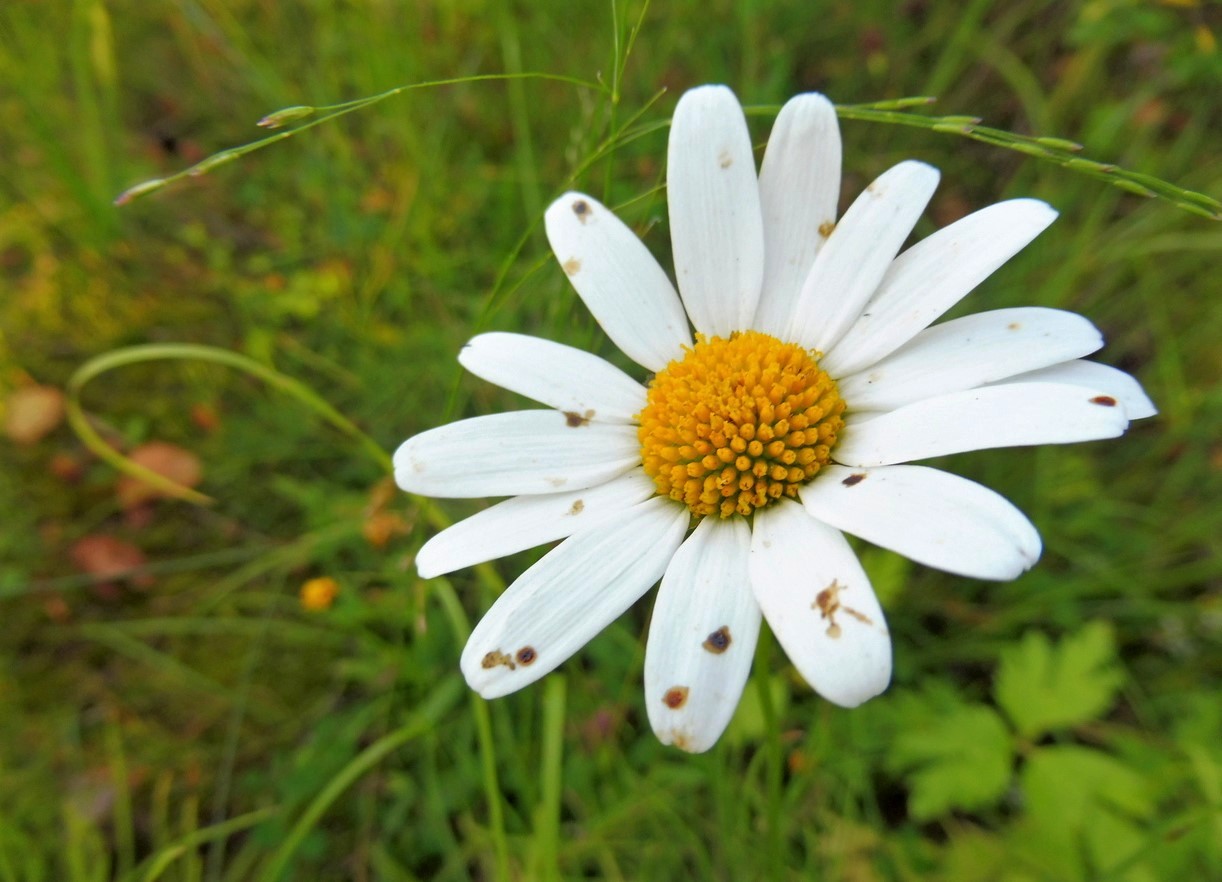 Мик ромашка. Anthemis Nobilis. Ромашка Римская Полевая. Ромашка мелкоцветная. Польская Ромашка.