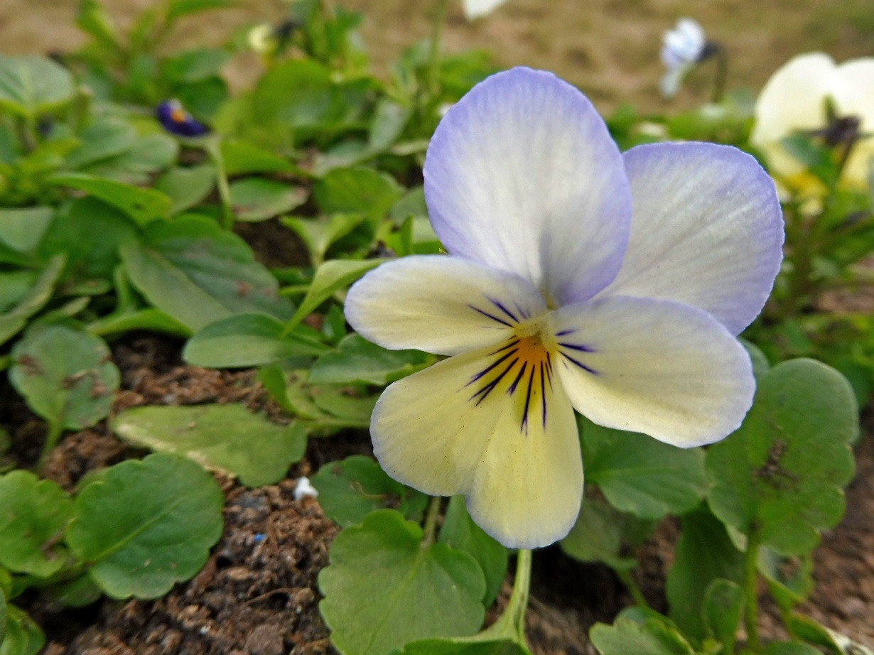 Viola rossowiana