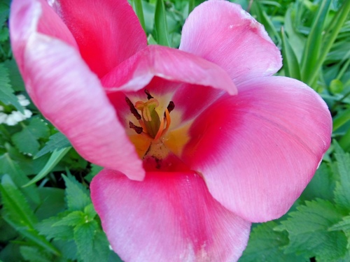 Розовый тюльпан