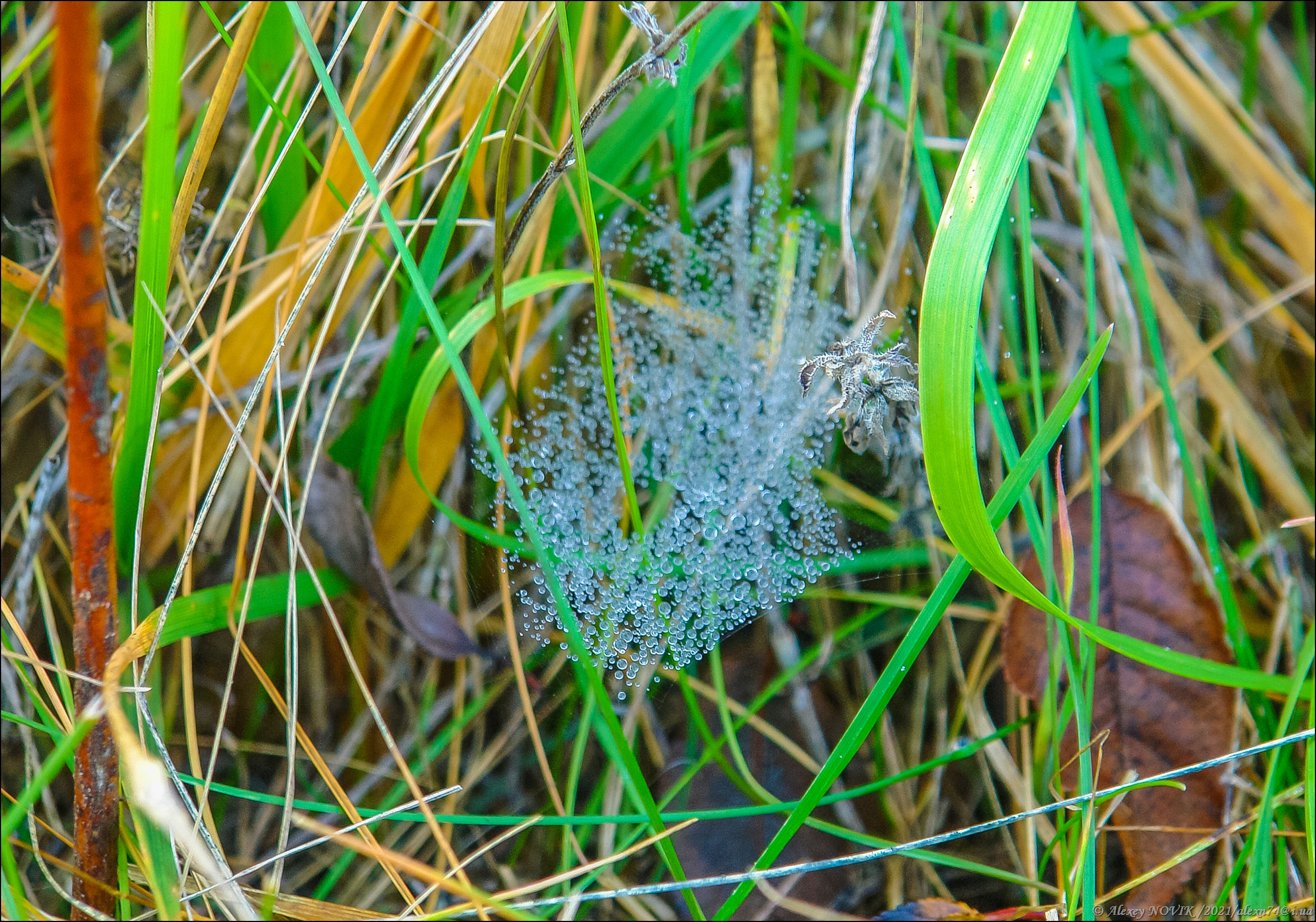 Радикал Фото Форум