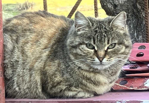 Котопортрет