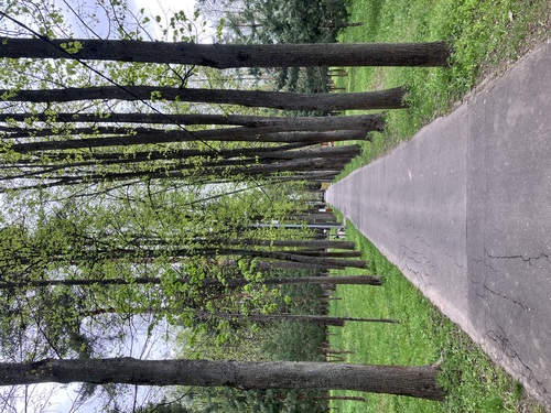 Парк в Расторгуево
