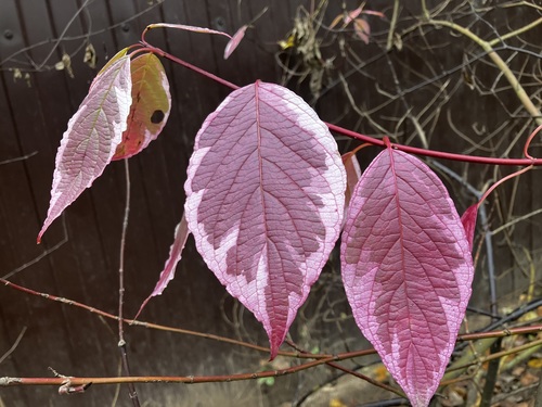 Мелодии осени(1)