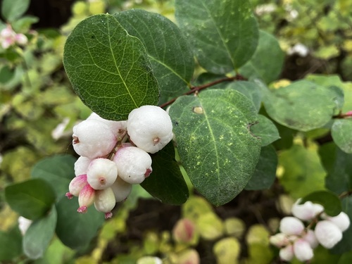 Снежноягодник