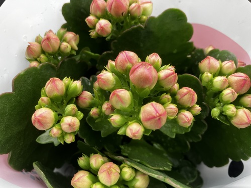 Каланхоэ микс