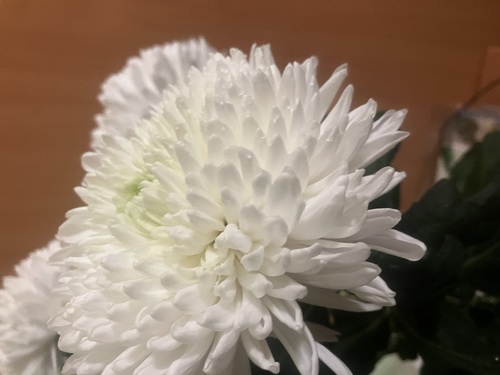 Хризантемы