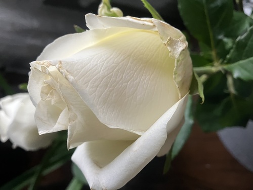 Роза в подарок