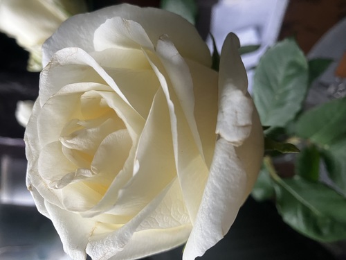 Розы в подарок