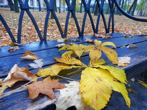 Листья осени