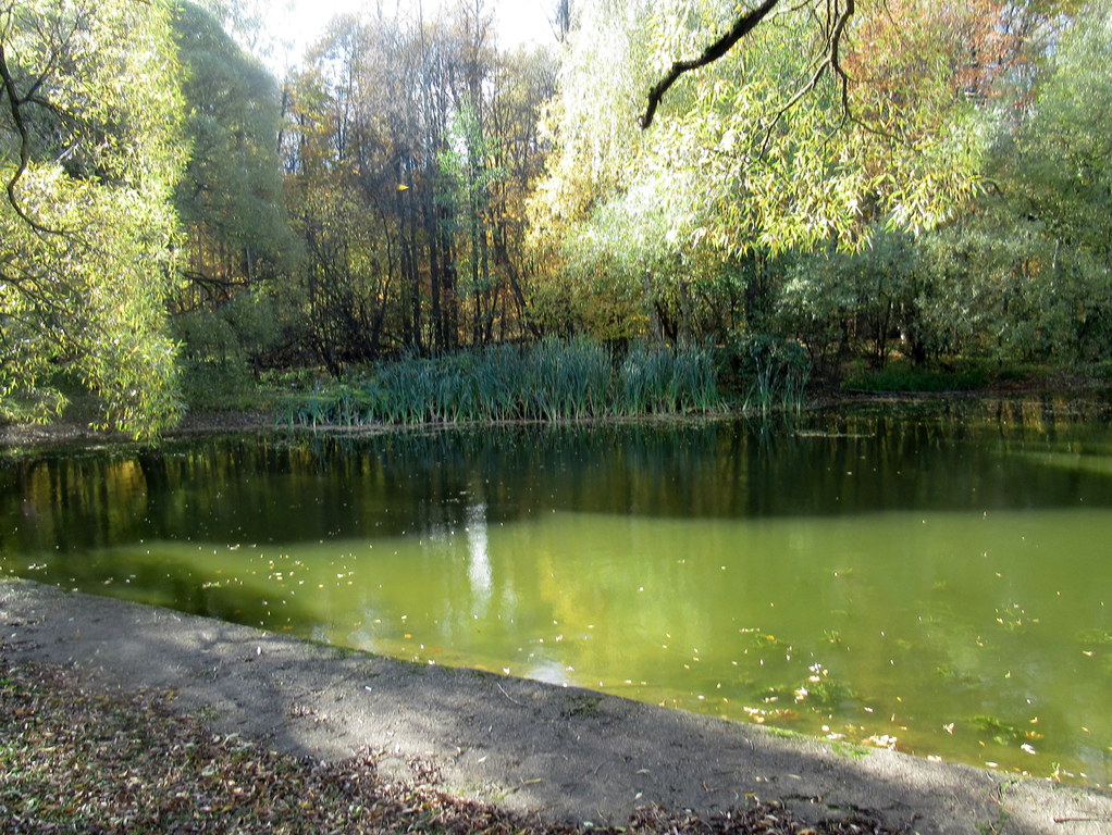 Декоративные пруды