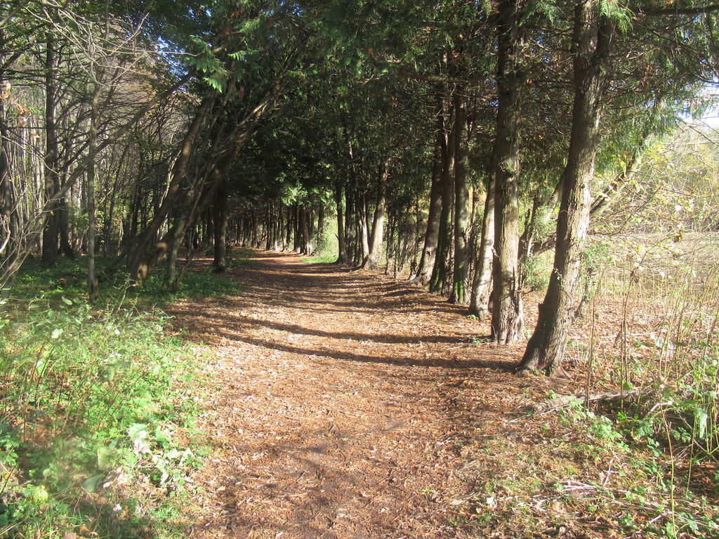 Туевая аллея