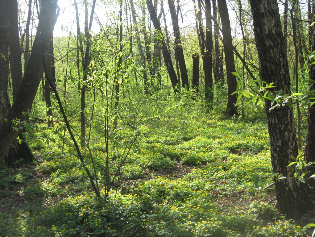 апрель зеленеет  быстро  