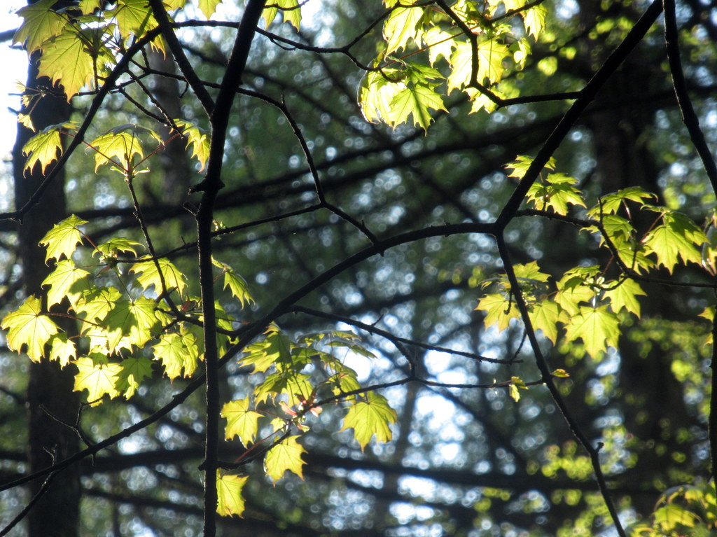 весеннее золото