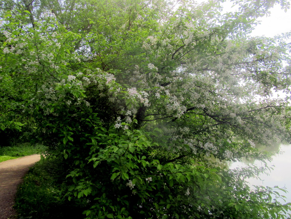 дикая яблонька на повороте