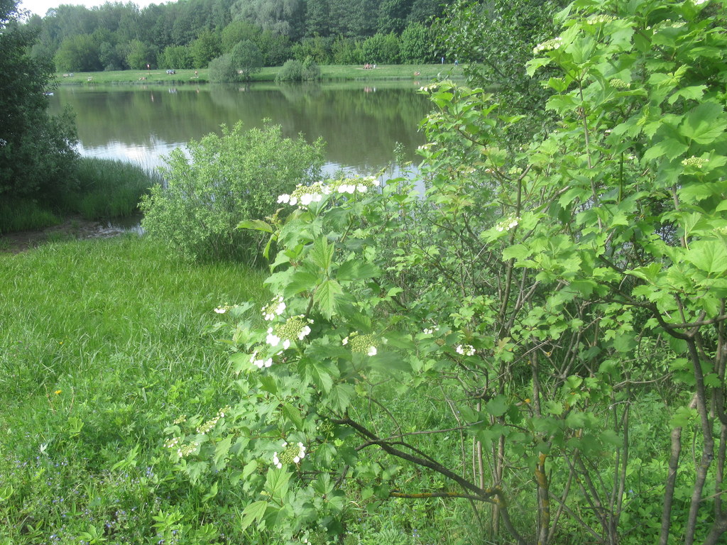 Лебедянский пруд, калина