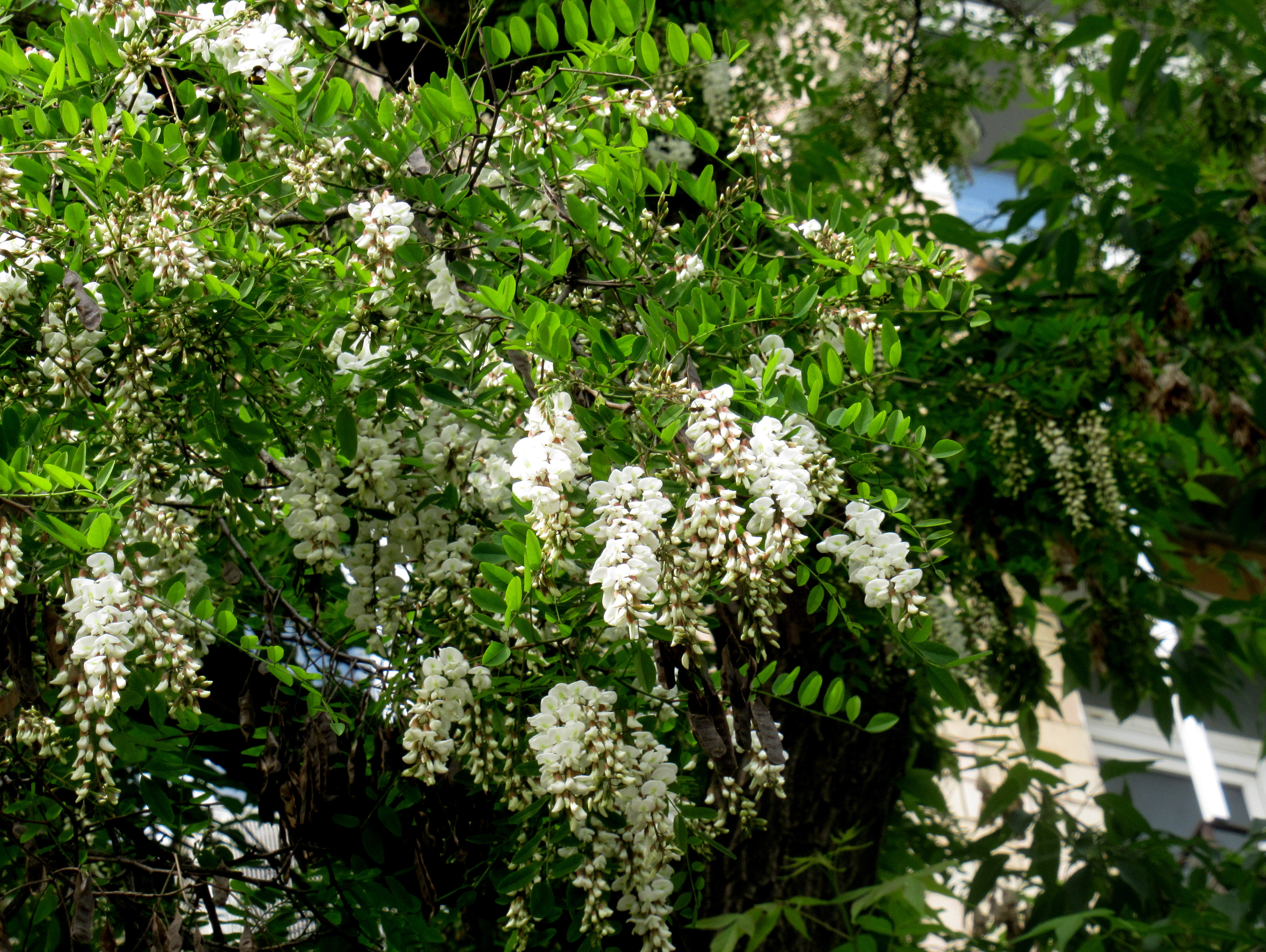 Robinia pseudoacacia рисунок