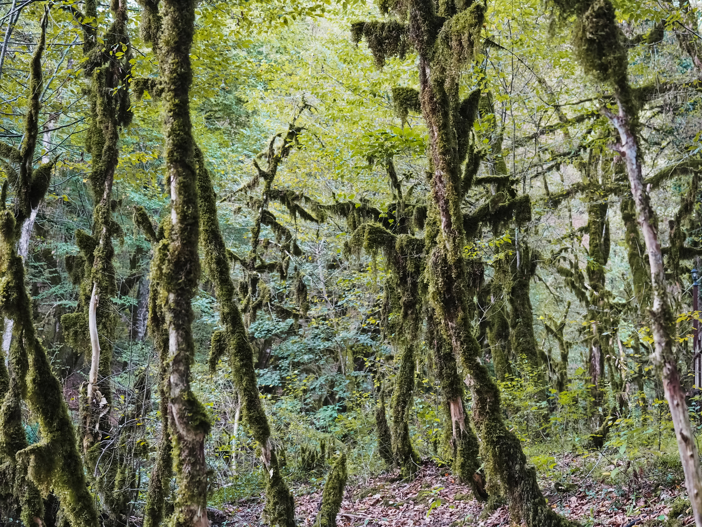 Реликтовый лес