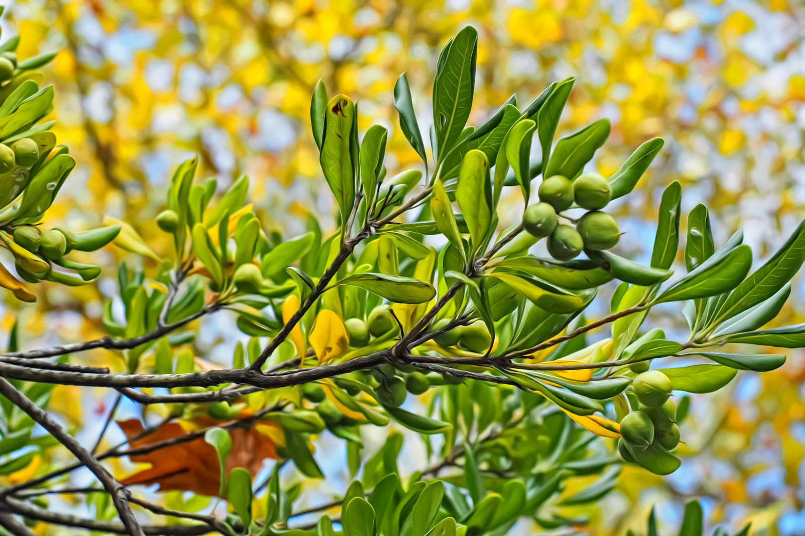 Como cuidar un olivo