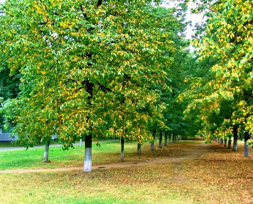 Осень "в пятнышку"