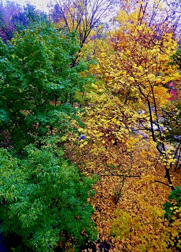 Два цвета Осени
