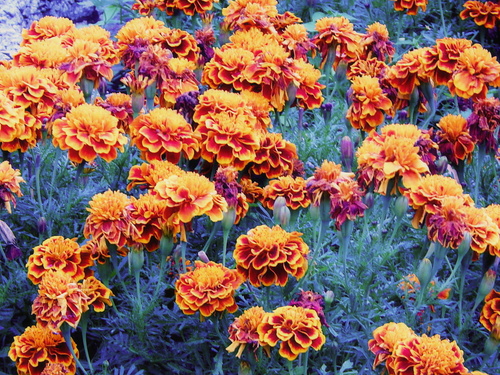 "Бархатный огород"