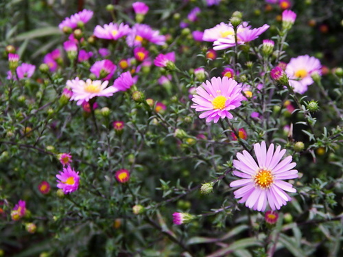 Природы осенний привет