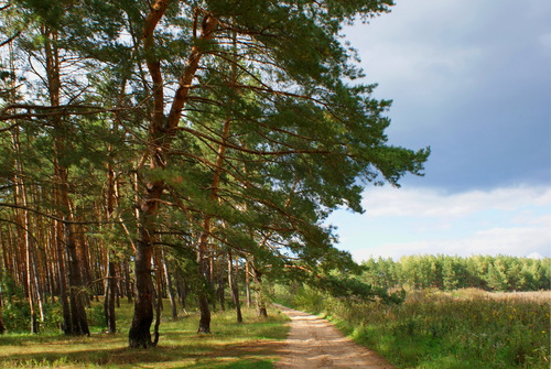 сосны,лесная дорога