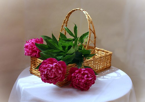 с пионами