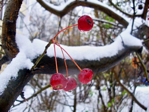 Не зимняя и не вишня))