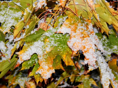 Первый,пушистый