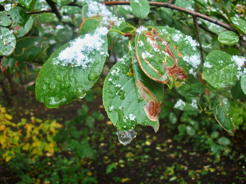 Предзимье.Снег со льдом.Листва ещё зелёная...