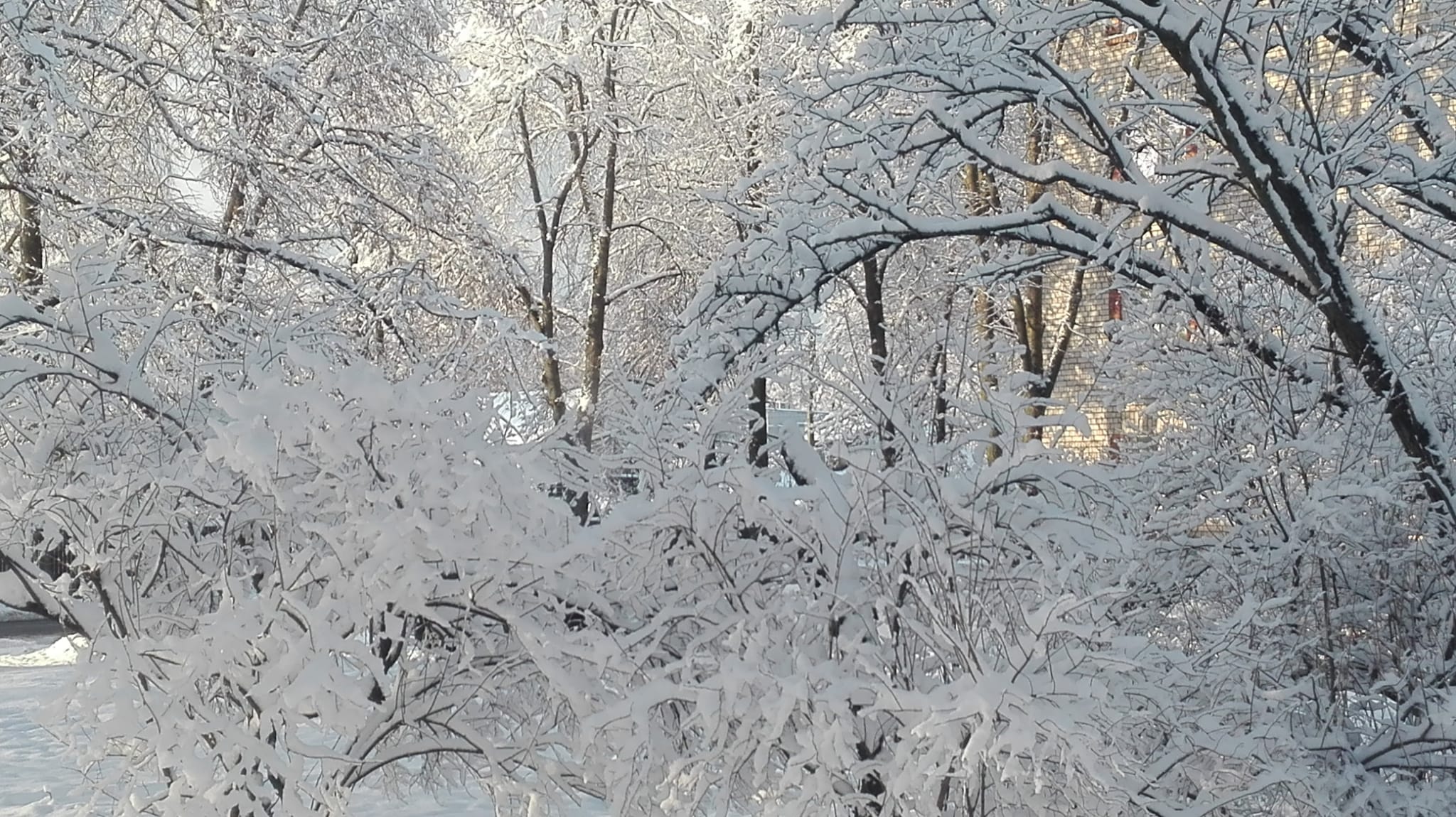 Снежное кружево на деревьях