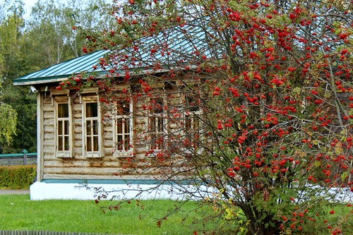 жар рябины красной