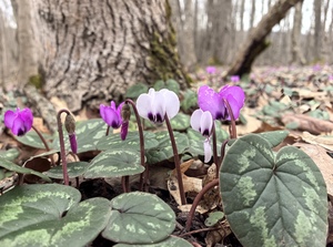 Первые в этом году