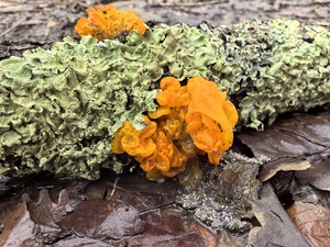 Дрожалка оранжевая