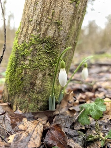 Подснежники