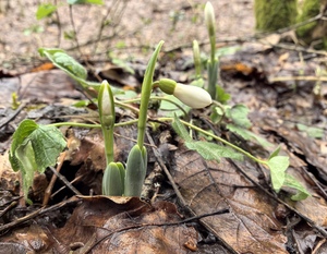 Просыпаются подснежники