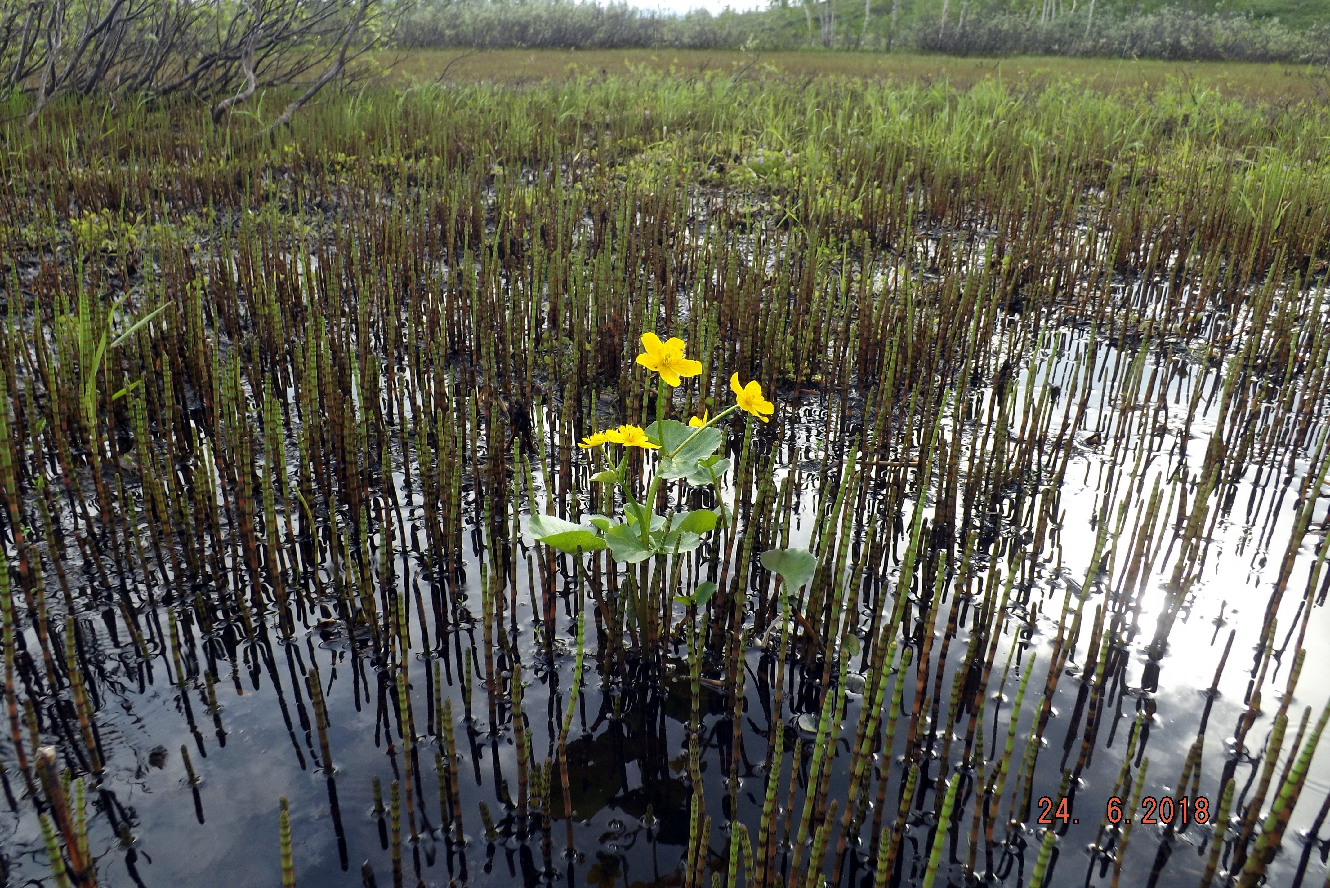 Растениями болота являются. Болота Сахалина. Цветущее болото. Трава на болоте. Кочки на болоте.