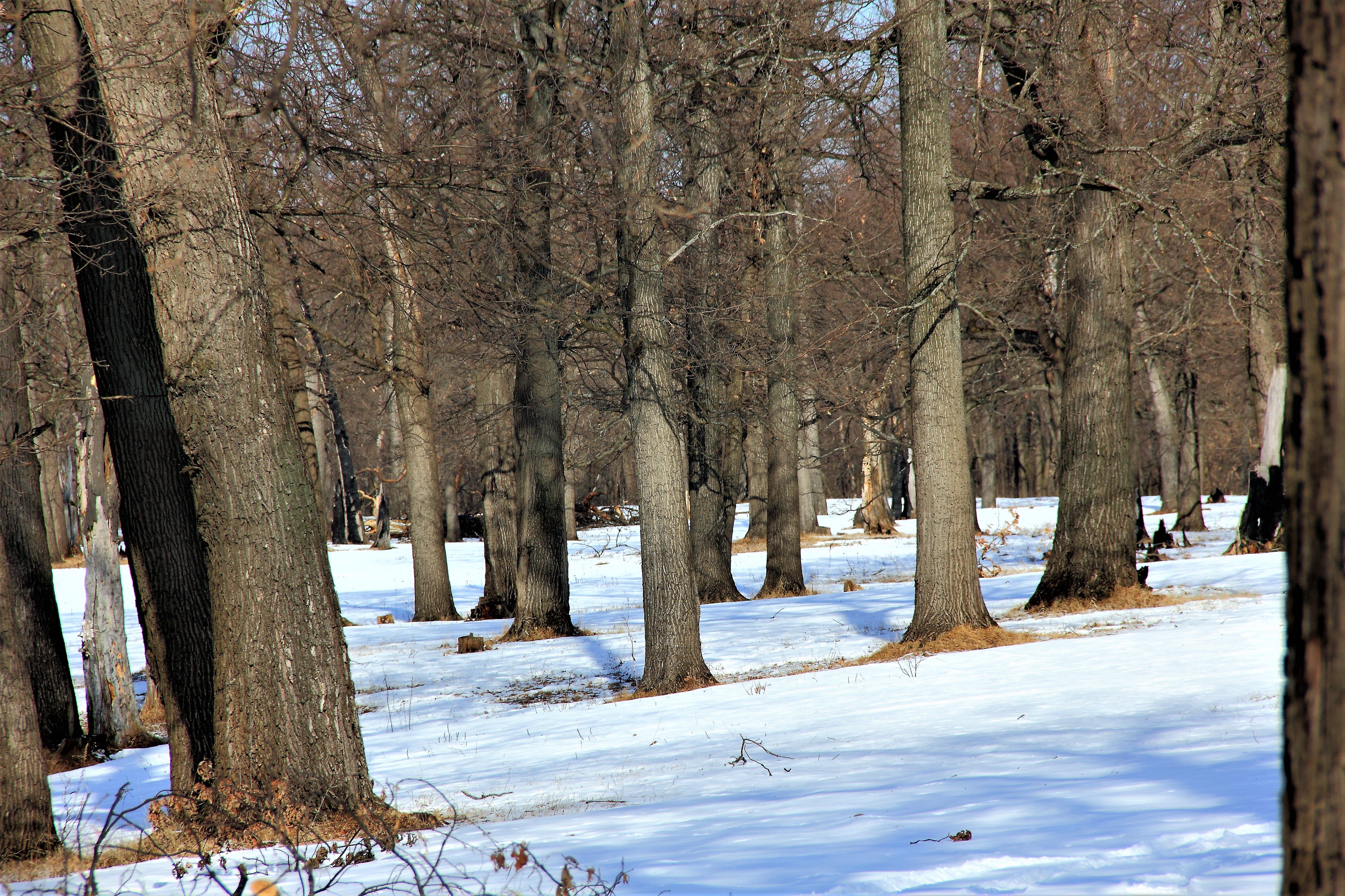 Дуб зимой в парке