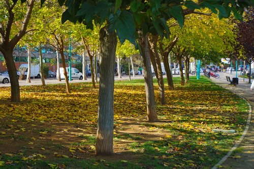 Осень в парке Бруиль