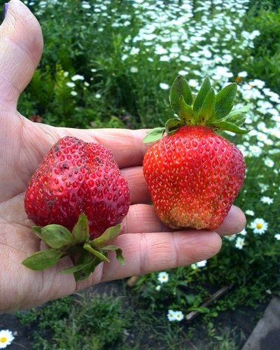 Первые ягодки!