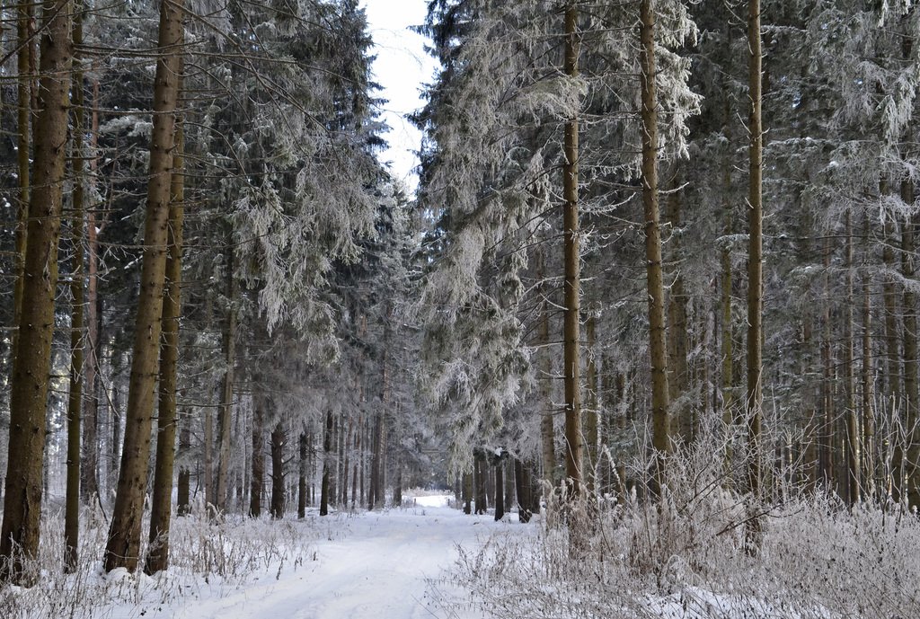 В этом году в Курской области зафиксировано порядка 30 нарушений лесного законодательства