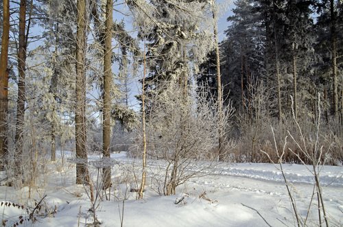 Посеребрило инеем