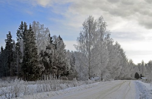 В зимнем наряде