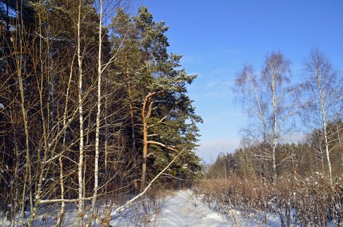 Зимний пейзаж