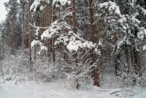 Заснеженность