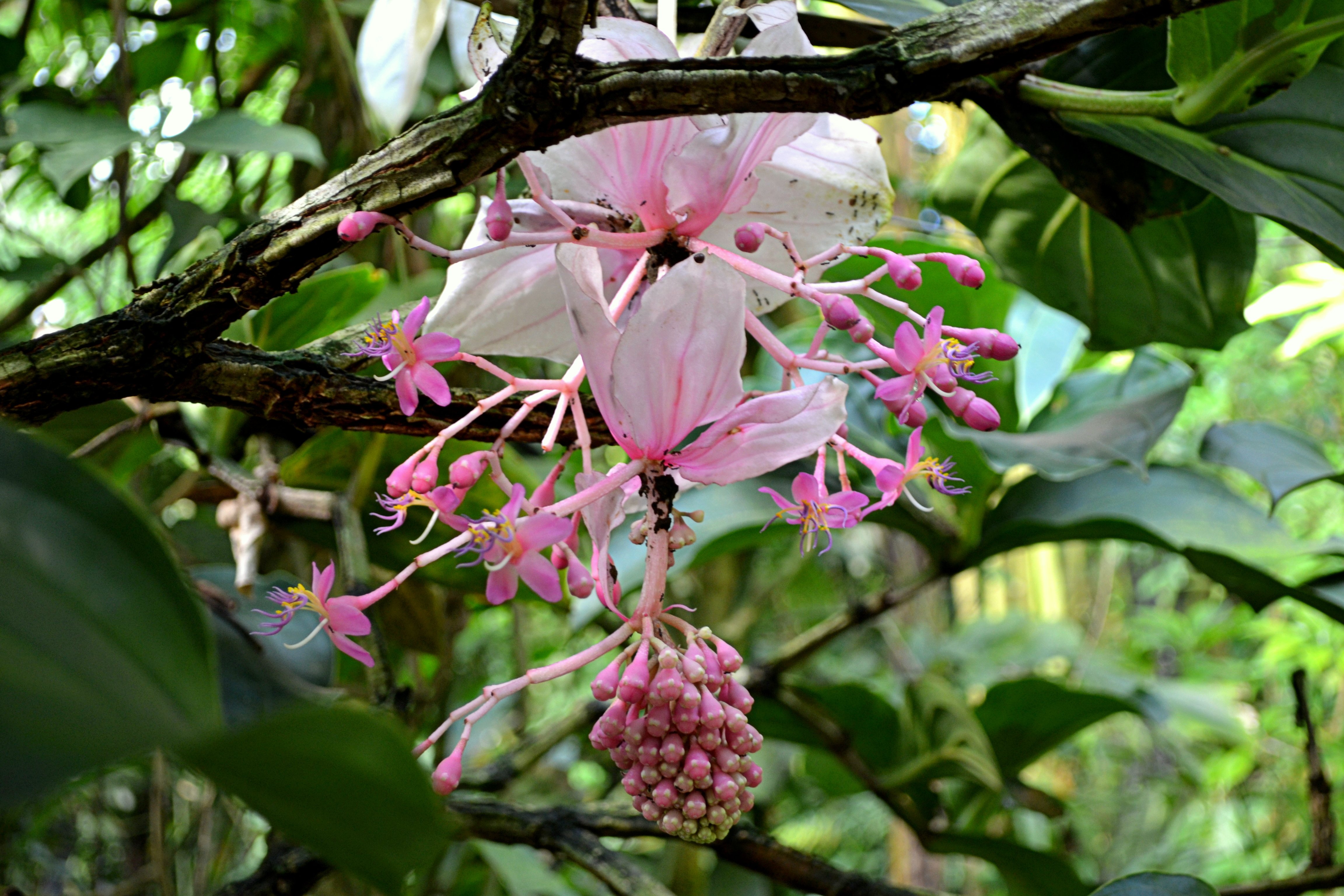 Medinilla crassata